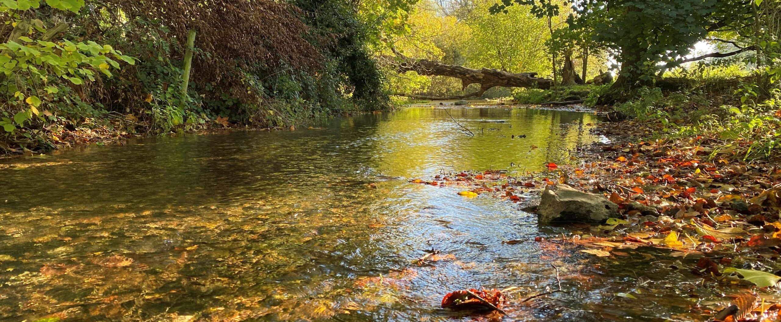 A shallow river with orange and brown leaves in the water.