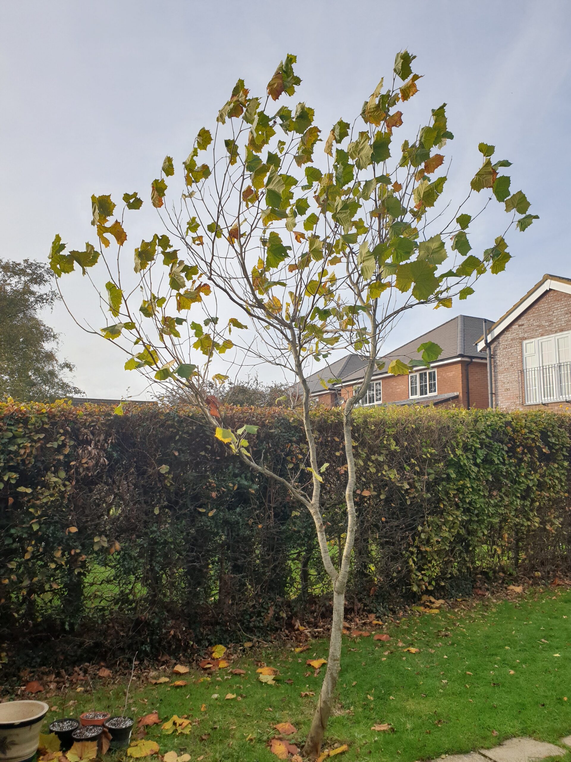 20221102_140528 Moon Tree Flamst