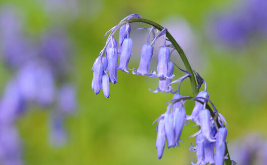 Image of purple bell-shaped flowers.