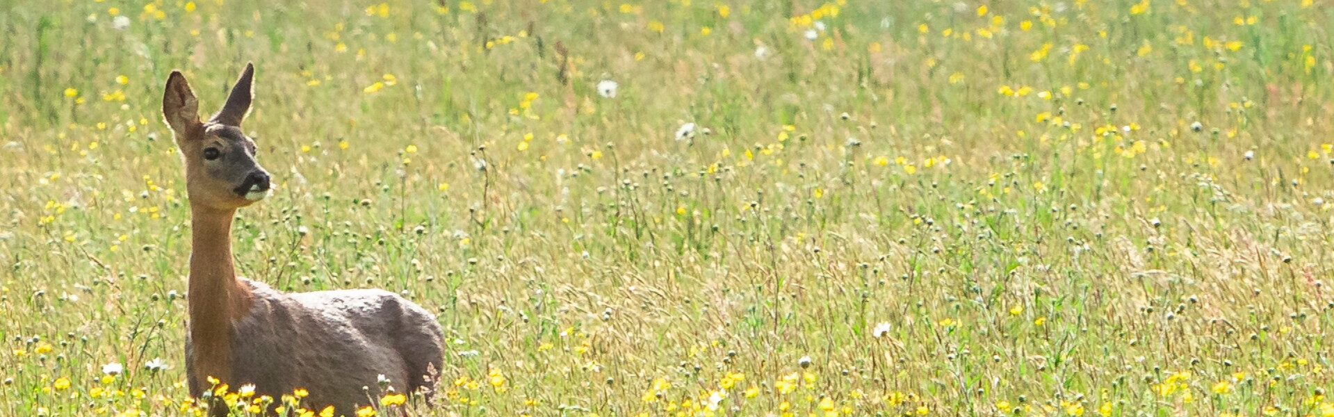 Putting venison back on the menu