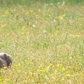Putting venison back on the menu