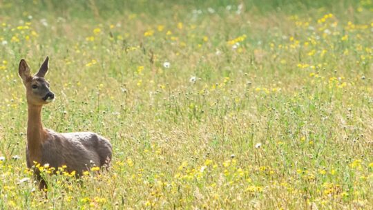 Putting venison back on the menu