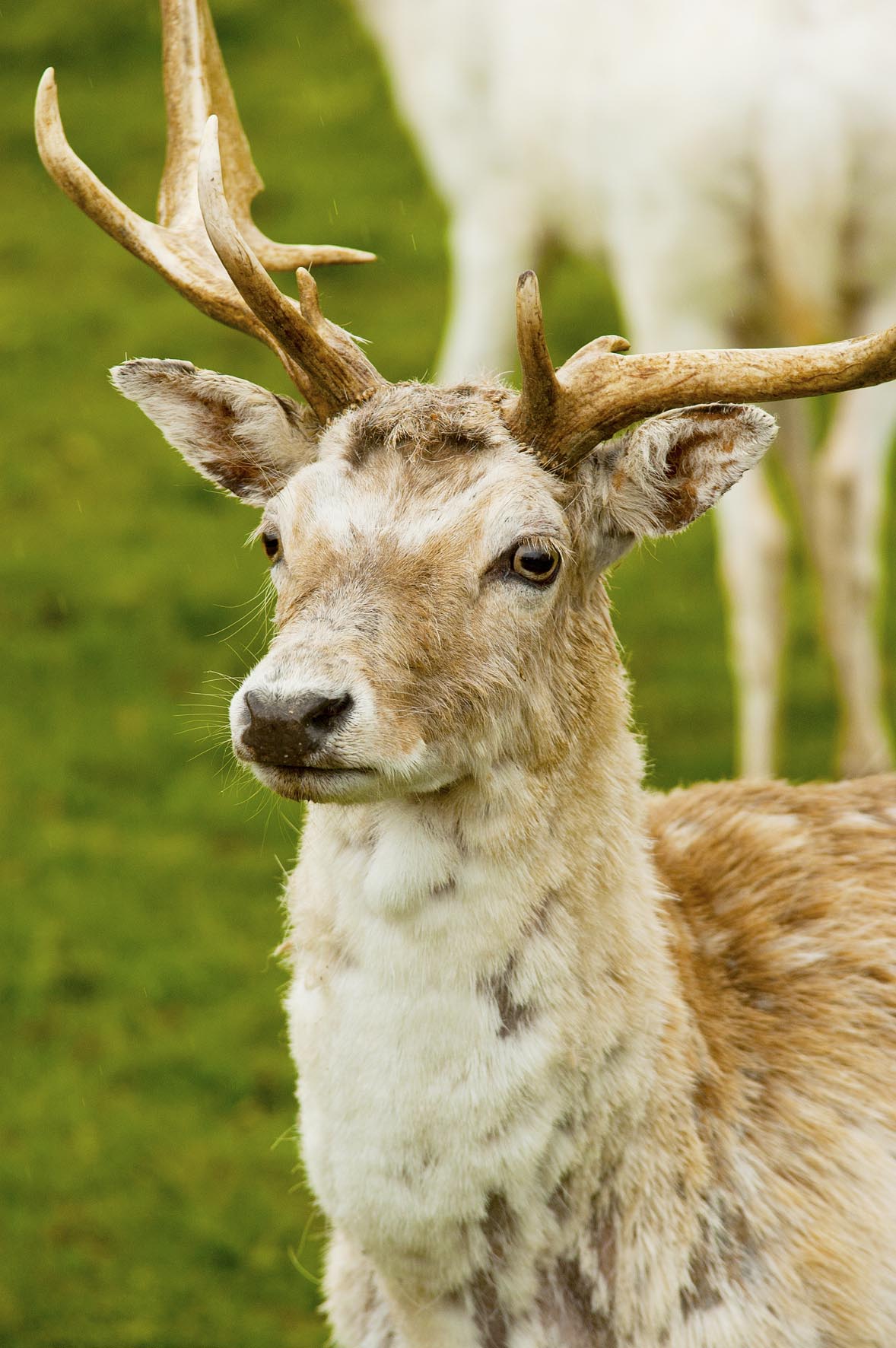 Image of a pale brown and white deer with antlers.