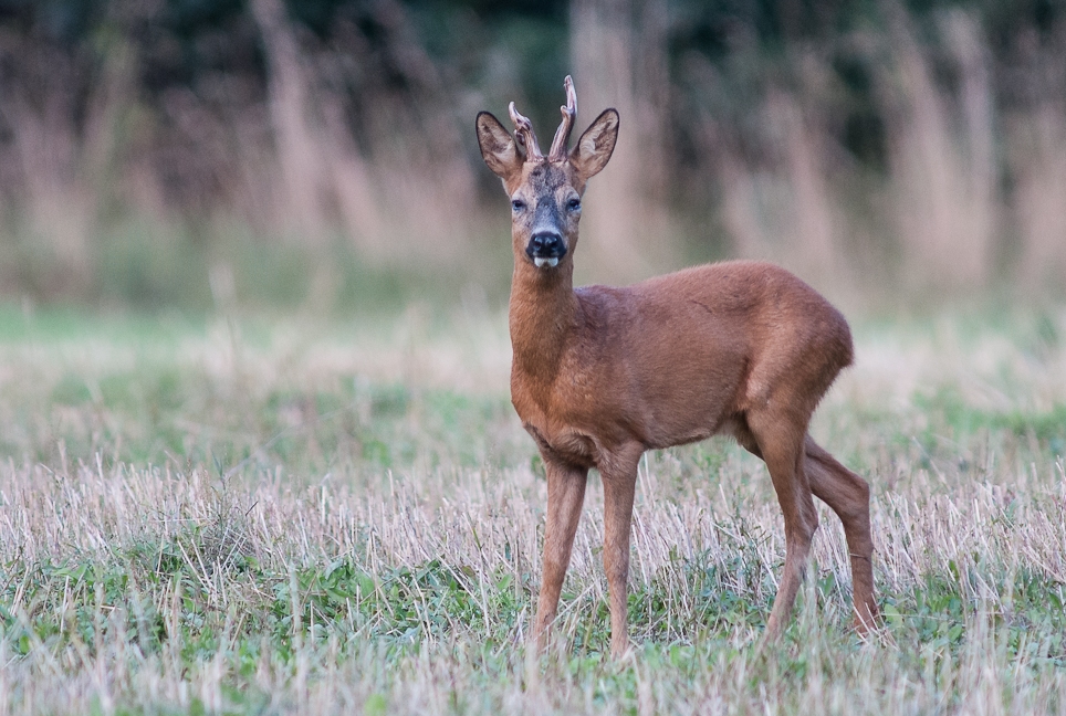 Roe Deer (credit Arend Vermazeren)