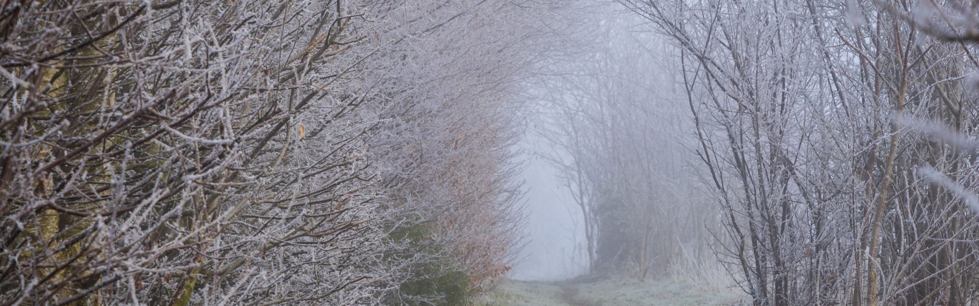 From farm to festive table: celebrate Chilterns produce this Christmas