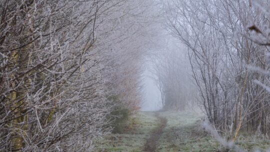 From farm to festive table: celebrate Chilterns produce this Christmas