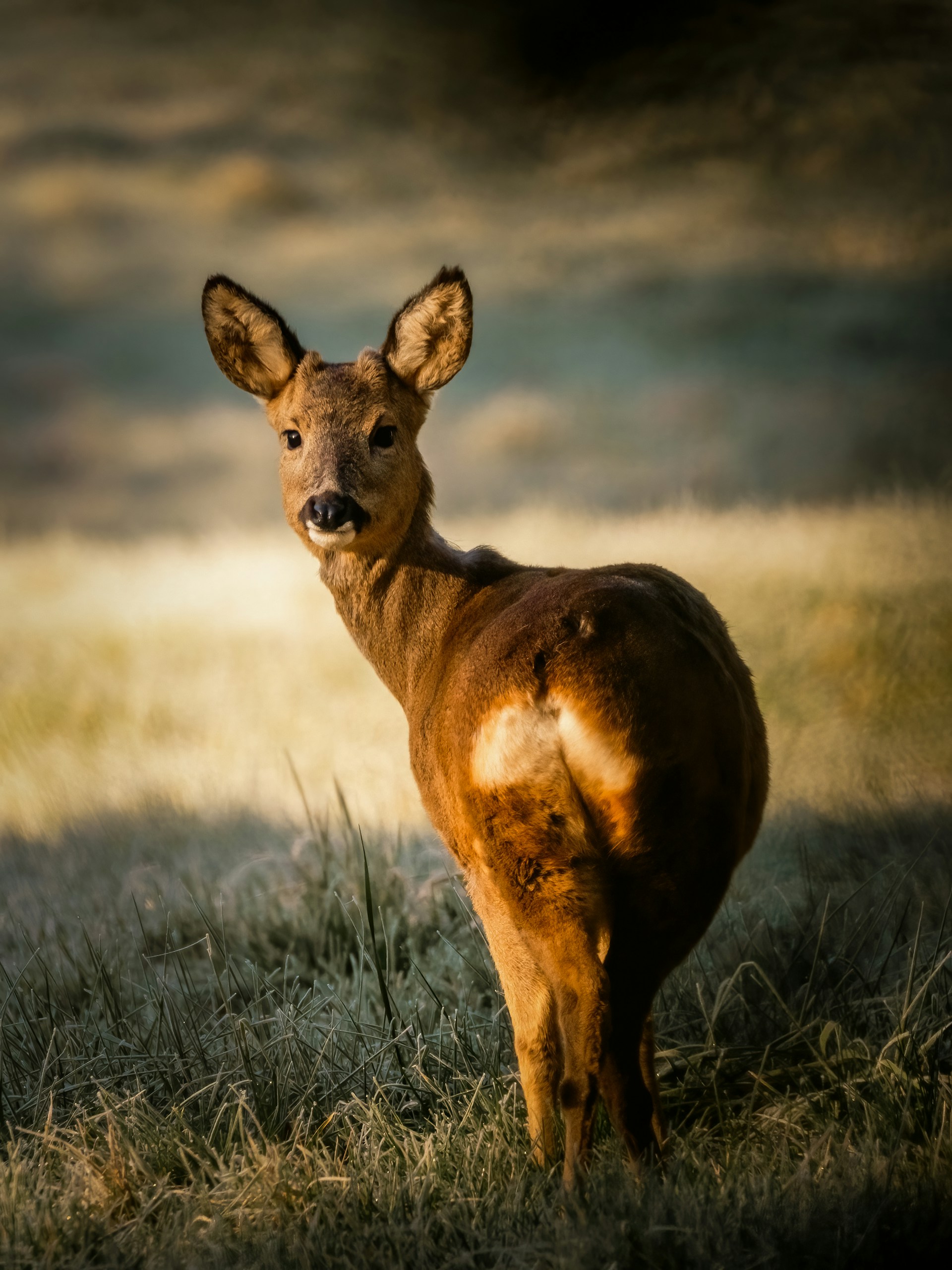 A female roe deer standing in a field, she is facing away but her head is turned back towards the camera.