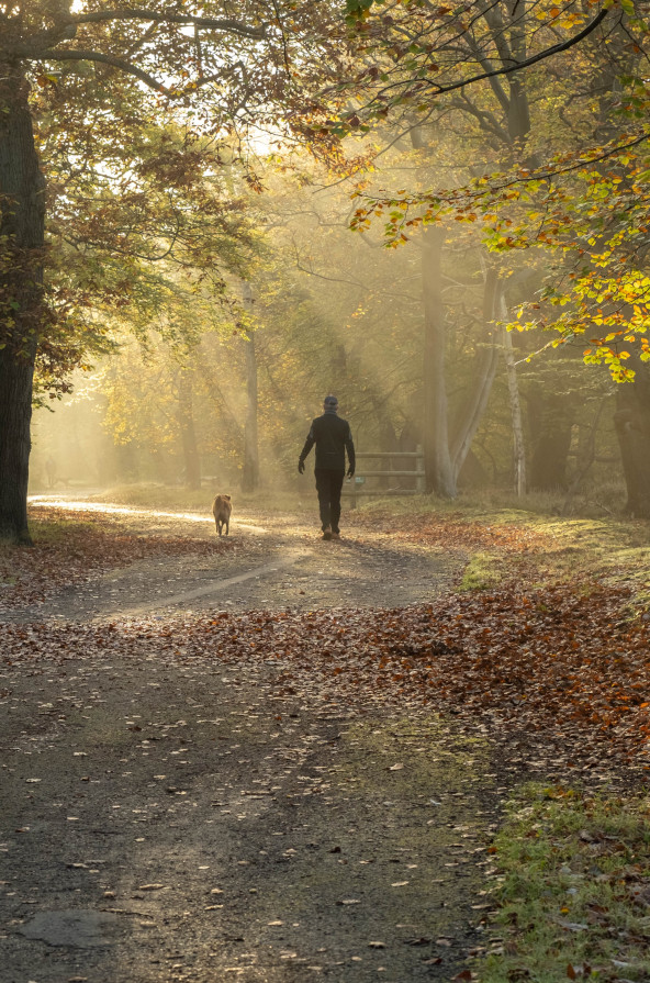 A person walks their dog through a woodland.