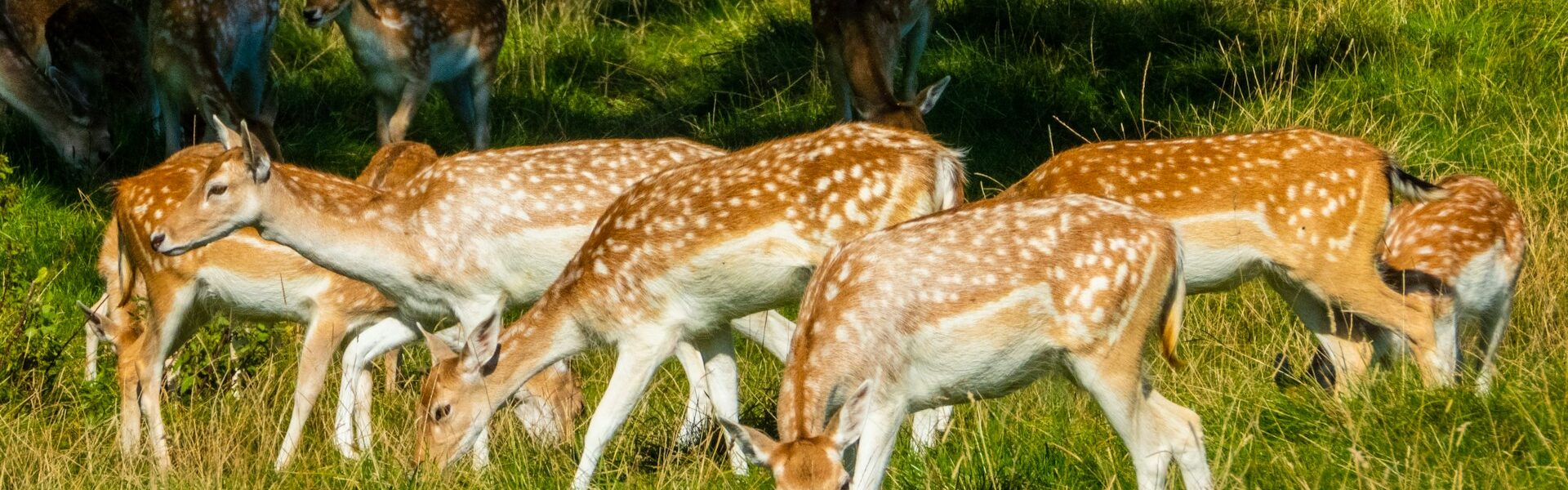 New deer management hub launched for the Chilterns
