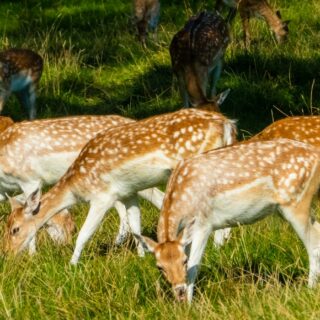 New deer management hub launched for the Chilterns
