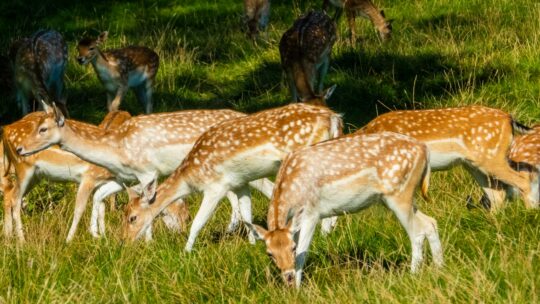 New deer management hub launched for the Chilterns