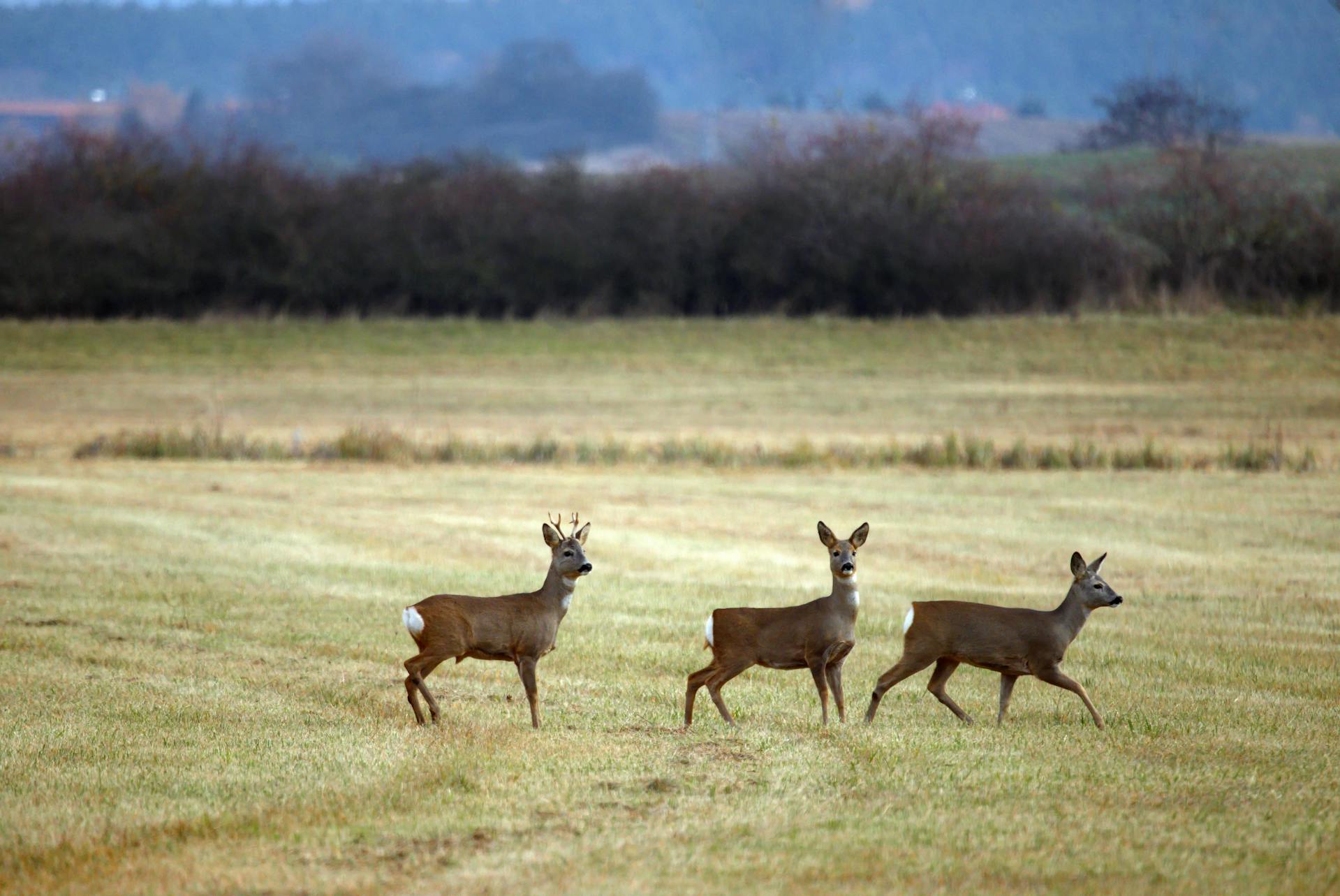 pexels-karel-drozda-Roe