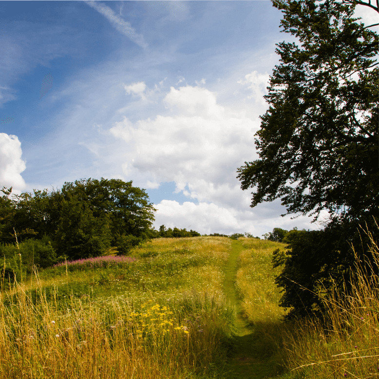 Image of a grassy field with trees.
