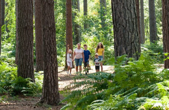 A family of 4 walking through a woodland.