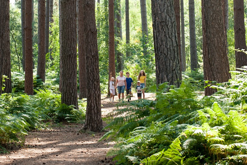 A family of 4 walking through a woodland.