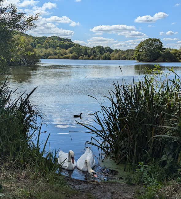 Image of a lake with two white swans.