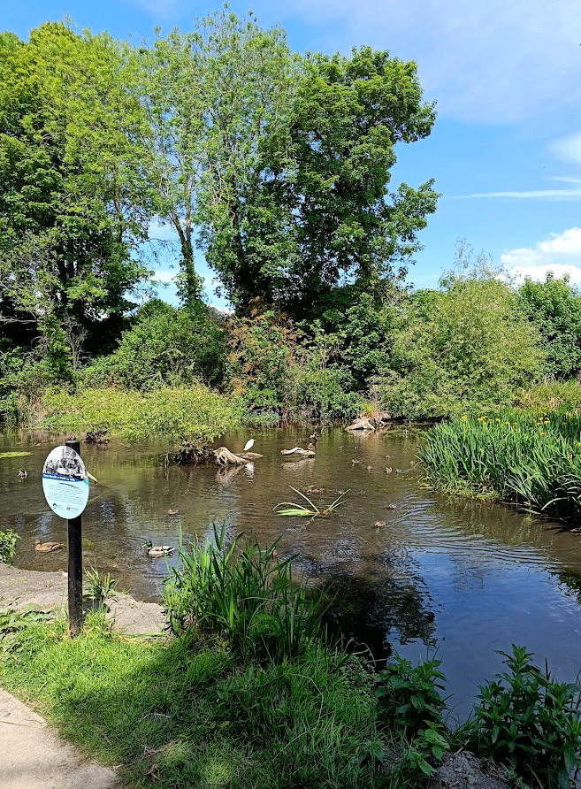 Image of a section of canal with an information sign and ducks swimming.