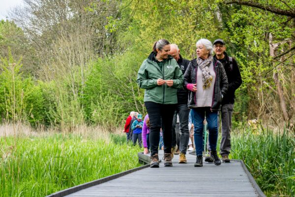 A group of adults walk on a new boardwalk over a wetland.