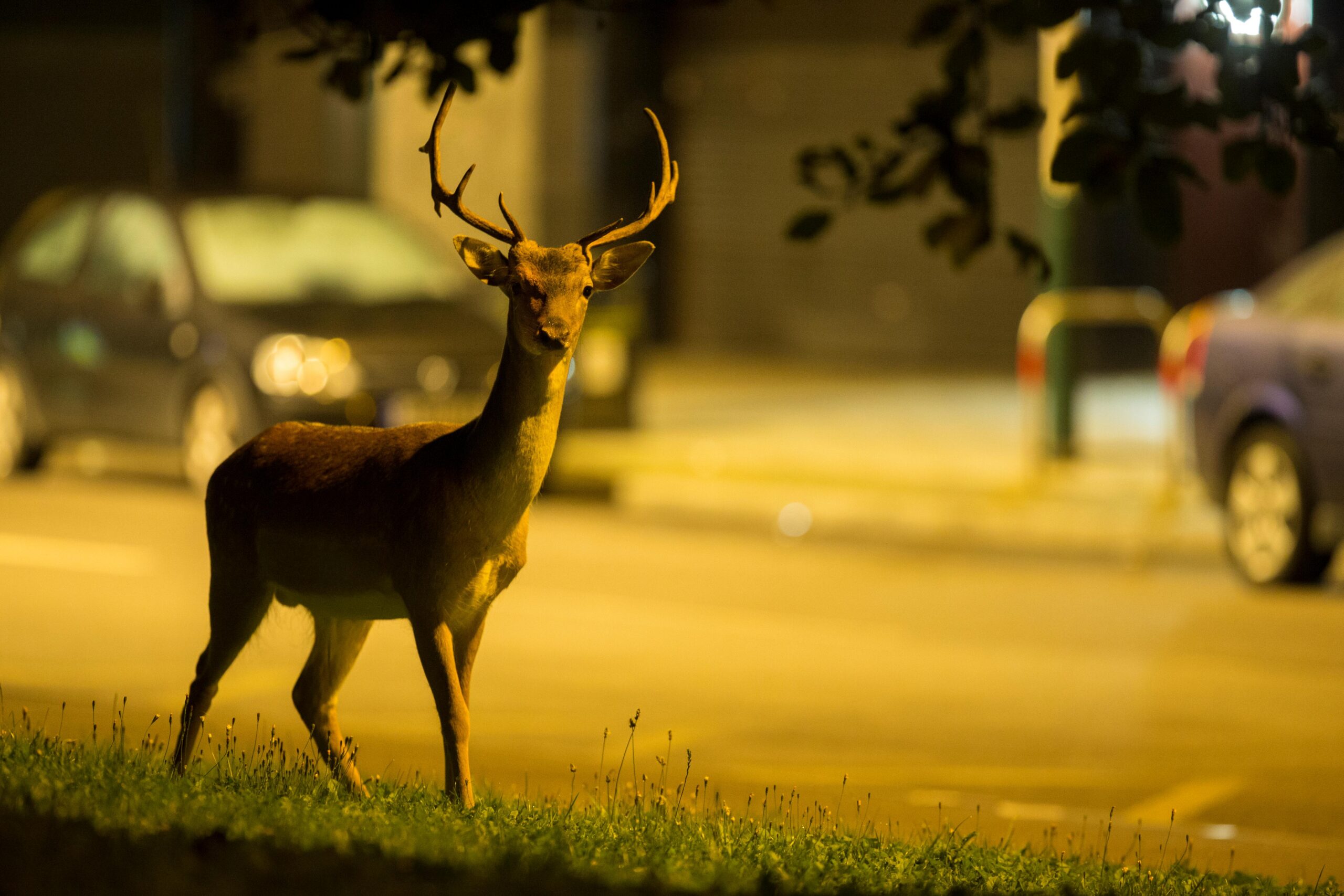 A fallow deer at the side of an urban road with cars and lamp posts behind it.