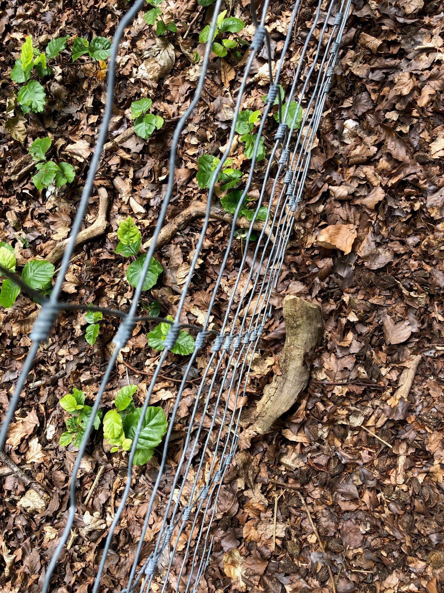 Photo of woodland floor with a chain fence. On one side of the fence pale green shoots are growing and on the other, the ground is bare – showing the impact of deer on woodland regeneration.