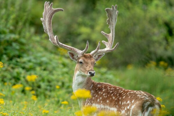 A male fallow deer with large antlers.