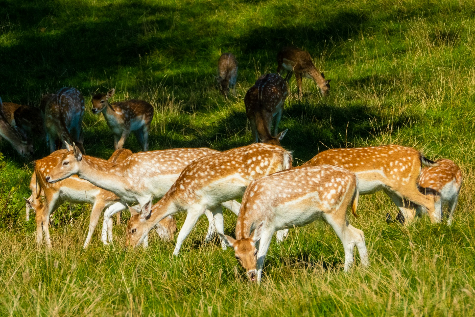 A herd of fallow deer grazing in a field. 5 light brown deer with white spots are in the foreground.