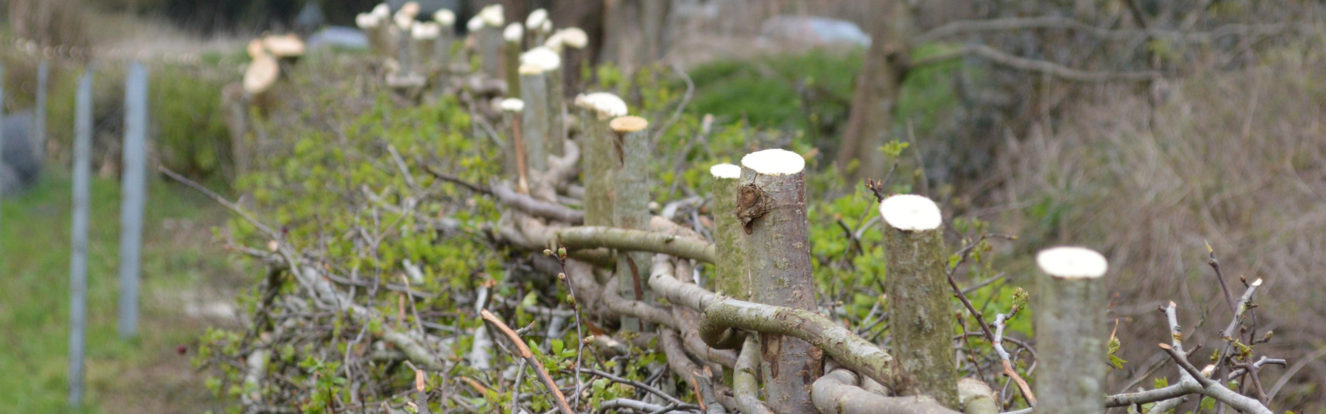From tradition to wildlife: volunteers complete 1.1km hedgerow
