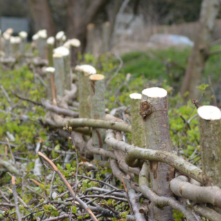 From tradition to wildlife: volunteers complete 1.1km hedgerow