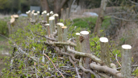 From tradition to wildlife: volunteers complete 1.1km hedgerow
