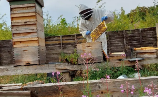 Honeys of Henley Apitherapy House