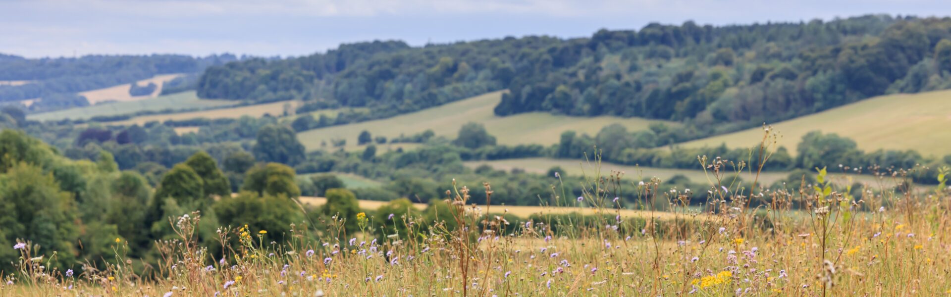 Chilterns Nature Recovery Plan launched