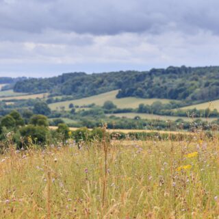 Chilterns Nature Recovery Plan launched