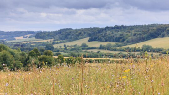 Chilterns Nature Recovery Plan launched