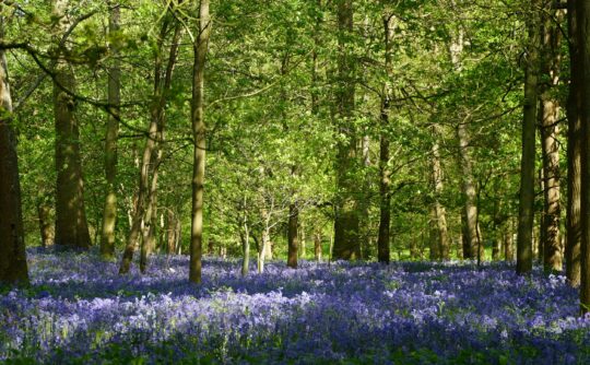 A woodland with bluebells covering the floor