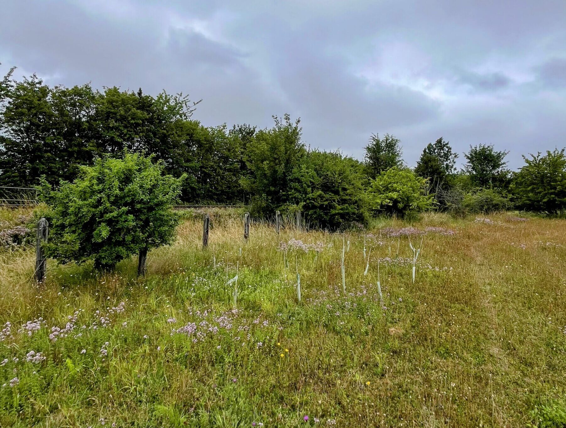Chalk grassland and a public footpath