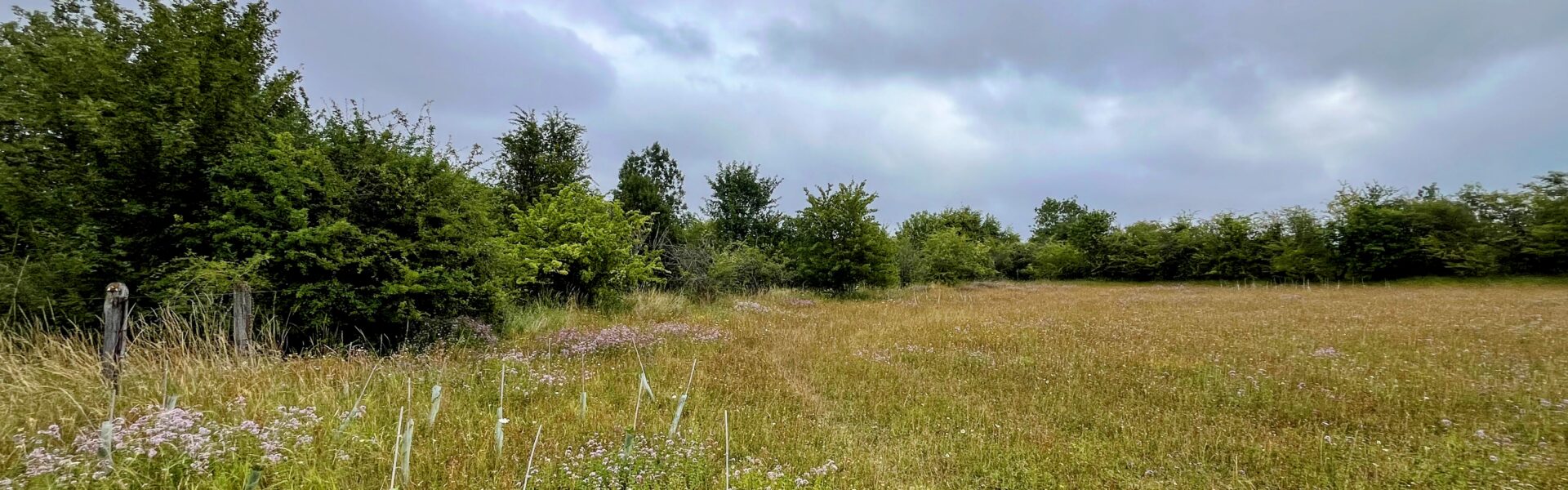 Chilterns habitat restoration creates new opportunities for rare Duke of Burgundy butterfly