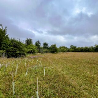 Chilterns habitat restoration creates new opportunities for rare Duke of Burgundy butterfly