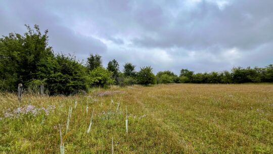 Chilterns habitat restoration creates new opportunities for rare Duke of Burgundy butterfly
