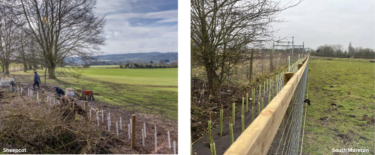 Two photos, both showing newly planted hedges.