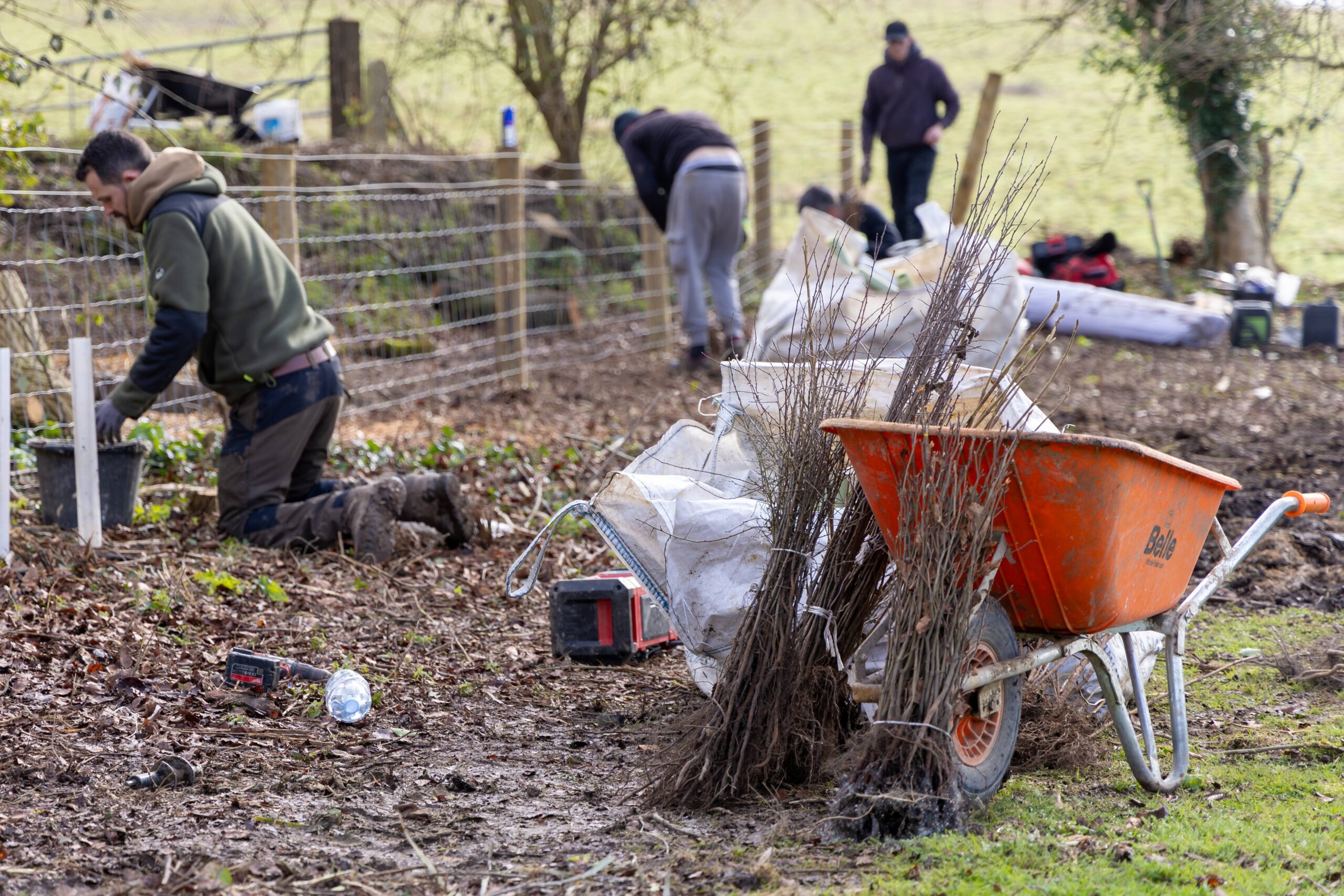 Four men in outdoor clothing kneel along a fence and plant small trees (whips) to create a hedge.