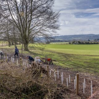Mend the Gap: four years of planting across the Goring Gap