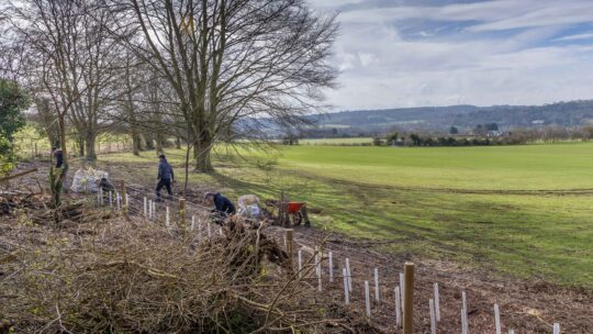 Mend the Gap: four years of planting across the Goring Gap
