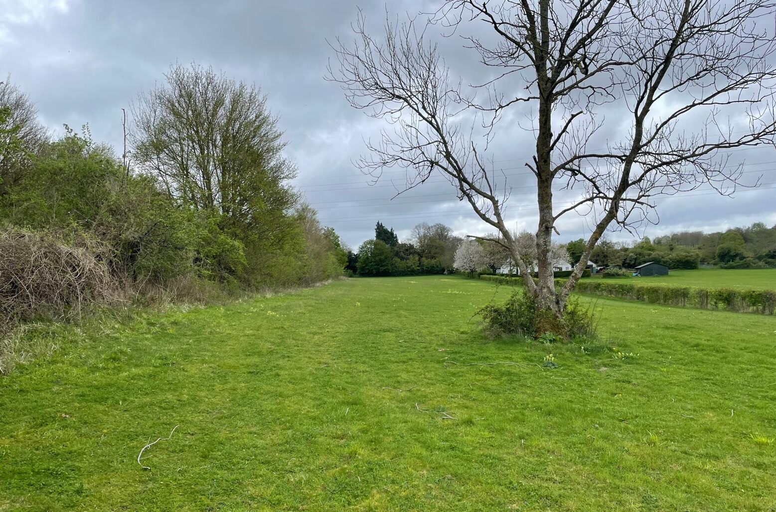 Green field with bare tree and public footpath