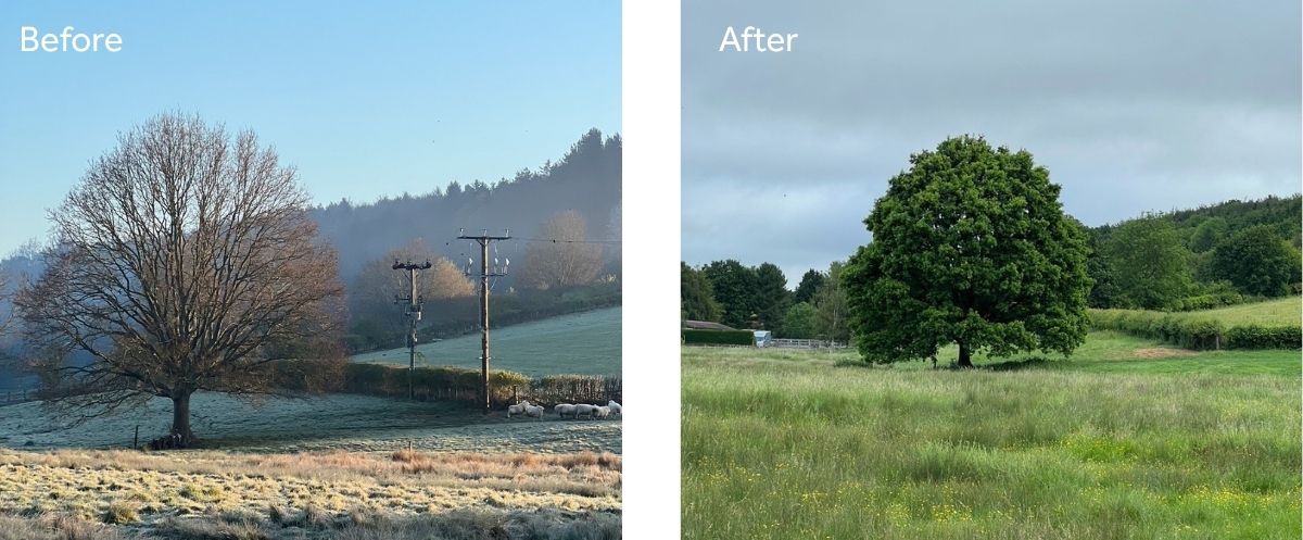 Two images side by side of the same landscape with a large oak tree featured, showing overhead electricity poles running through a field and after them having been removed