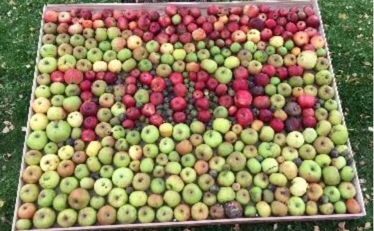 Collection of apples spelling out the word Tring