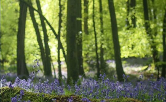 Bluebell woods with dappled sunlight