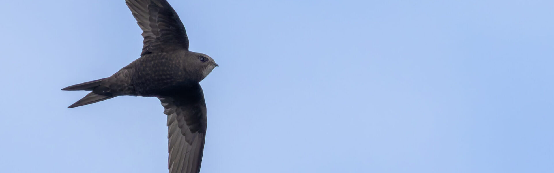 A flying start: 51 new nest boxes for Christmas Common swifts