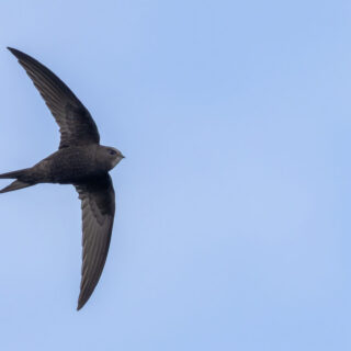 A flying start: 51 new nest boxes for Christmas Common swifts