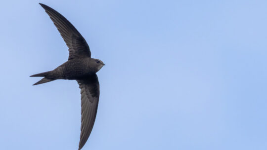 A flying start: 51 new nest boxes for Christmas Common swifts