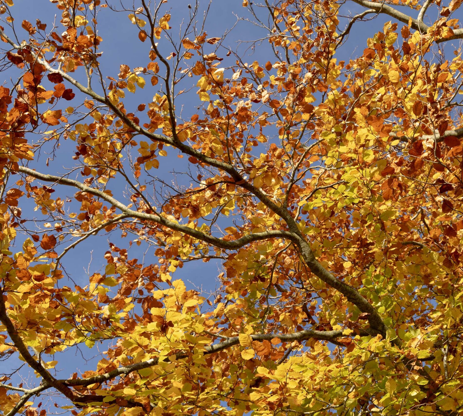 Autumn leaves on a beech tree with a blue sky background